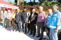 AMIR ÇIÇEK - Damızlık Teke'ler Dağıtıldı