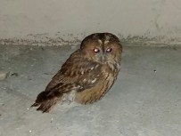 ZEKİ YİĞİT - Yaralı Puhu Kuşuna Köylüler Sahip Çıktı