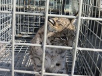 VAŞAK - Yaralı Vaşak Yavrusuna Şefkat Eli