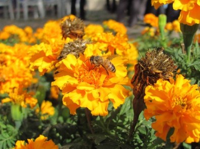 Çiçeklerin Üzerinde Polen Alan Arıların Etkileyen Görüntüsü