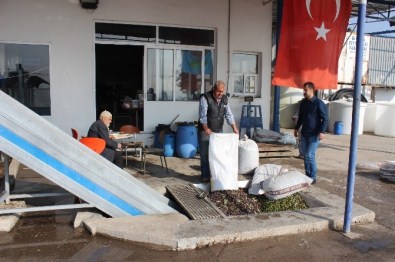 Foça'da Yılın İlk Zeytinyağı Sıkımı Gerçekleştirildi