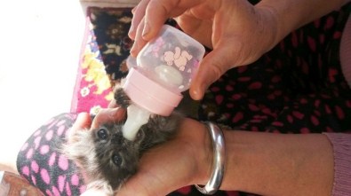 2 Günlük Yavru Kediyi Bebek Gibi Biberonla Besliyor