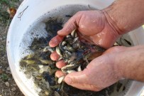 DOĞAL YAŞAM ALANI - Yavru Balıklar Öğrencilere Burs Olarak Dönecek