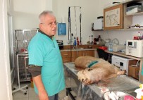 VAŞAK - Aç Kurtlar Keçilere Saldırdı