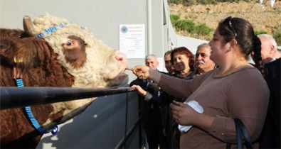 Damızlık Doruk'un Çikolata Tutkusu