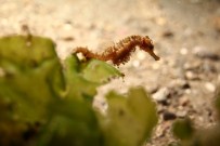 SUALTI TOPLULUĞU - Temiz Suda Yaşayan Türler İzmit Körfezi'nde Artış Gösterdi