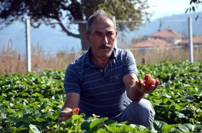 Dodurga'da Son Çilek Hasadı Yapıldı