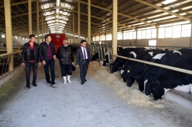 İneklerine Türk Sanat Müziği Dinletiyor