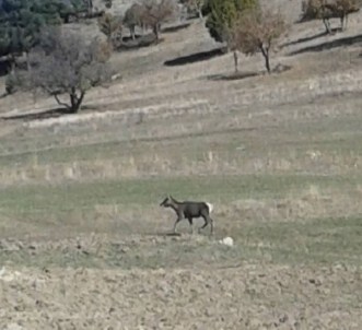 Kızıl Geyikler Karadeniz Ormanlarında