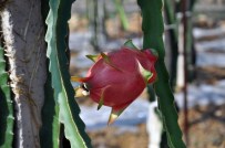 POTASYUM - Gazipaşa'da İlk Kez Ejder Meyvesi Yetiştirildi