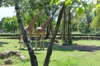 KORUYUCU HEKİMLİK - Hayvanat Bahçesi'ne Giriş 3 Gün Ücretsiz