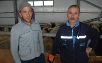 SEHER VAKTI - Aradığı Çobanı Gürcistan'da Buldu