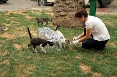Karşıyaka'da Sokak Hayvanlarına Tam Donanımlı Hizmet