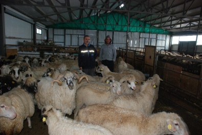 Tokat'a İthal Çoban