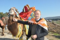 Didim 5. Deve Güreşi Festivali 13 Aralıkta Yapılacak