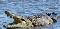 FLORIDA - Göle Saklanan Şüpheliyi Timsah Yedi