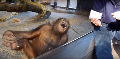 İllüzyon Gösterisi Orangutanı Gülme Krizine Soktu
