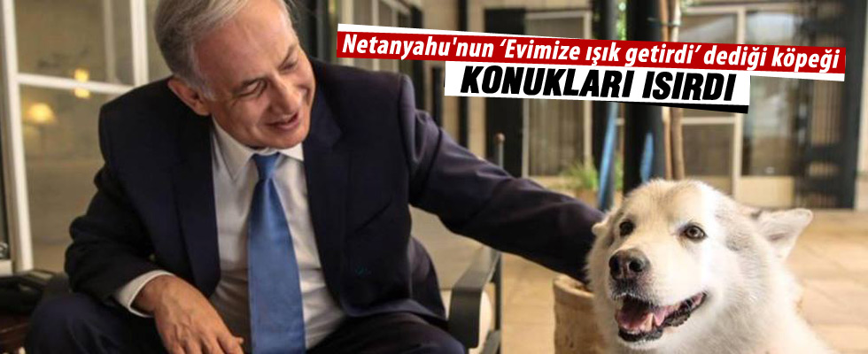 Netanyahu'nun köpeği Kaiya konuklara saldırdı