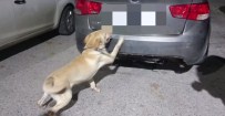 DEDEKTÖR KÖPEK - Uyuşturucu Tacirleri Sakladı Dedektör Köpek Buldu