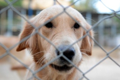Minik Patiler Sahiplerini Bekliyor