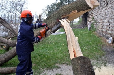 Turunçgil Teke Böceği'nin Sardığı Ağaçlara Müdahale