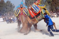 İSKENDER YÖNDEN - Didim 5. Deve Güreşleri Renkli Görüntülere Sahne Oldu