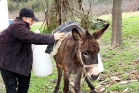 Evine, Eşekle Su Taşıyor