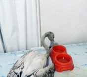FLAMİNGO - Yaralı Flamingo Tedavi Altında