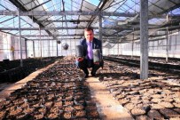 KAZANKAYA - YYÜ'de 21 Bin Ceviz Tohumu Dikildi