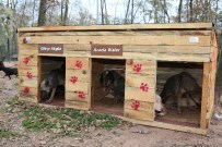 Adapazarı Belediyesi 11 Ayda 3 Bin Köpek Aşıladı