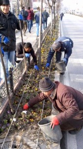 Lale Soğanlarının Ekimine Başlandı