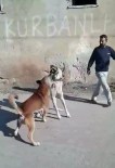 SOKAK KÖPEĞİ - Sokak Köpeği İle Köpeğini Dövüştürdü