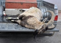 DAĞ KEÇİSİ - 5 Yaşındaki Dağ Keçisi Kaçak Avcının Kurbanı Oldu