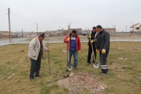 ZEKERIYA KARAYOL - İncesu Belediyesi Yeşil Bir İncesu İçin Ağaçlandırma Çalışmalarına Devam Ediyor