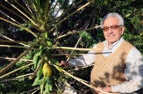 POTASYUM - Meraklı Çiftçi Açıkta Tropikal Meyve Yetiştirdi