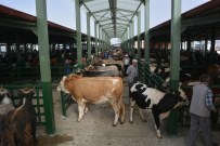 TUNÇBILEK - Tavşanlı Hayvan Pazarı 'Şap' Dolayısıyla Kapatıldı