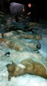 Kastamonu'da 9 Köpek, Zehirlenerek Çöplüğe Atılmış Şekilde Bulundu