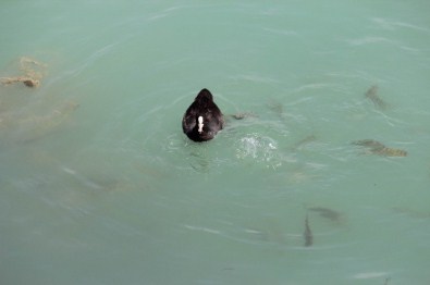 Göl Sularındaki Balık Ve Ördeklerin Ekmek Mücadelesi