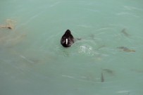 BEYŞEHIR GÖLÜ - Göl Sularındaki Balık Ve Ördeklerin Ekmek Mücadelesi