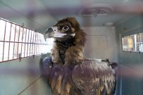 UÇUŞ EĞİTİMİ - Kara Akbabalar Tedavi İçin Bursa'da