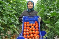 AKSAKAL - Rus Krizi Domates Üreticisini Teğet Geçti