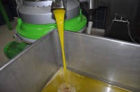 Zeytinyağı Fark Desteği Ödemesi Yapılacak