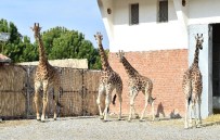 DOĞAL YAŞAM PARKI - Zürafa Zarife'nin, Yalnızlığı Bitti