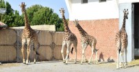 DOĞAL YAŞAM PARKI - Zürafa Zarife'nin Yalnızlığı Sona Erdi