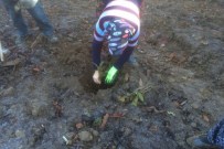 5 Bin Kestane Fidanı Toprakla Buluştu