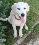 YAYLAKENT - Kayıp Köpeğini Arıyor