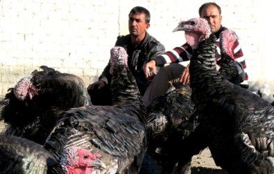 Yılbaşı hindileri satışta