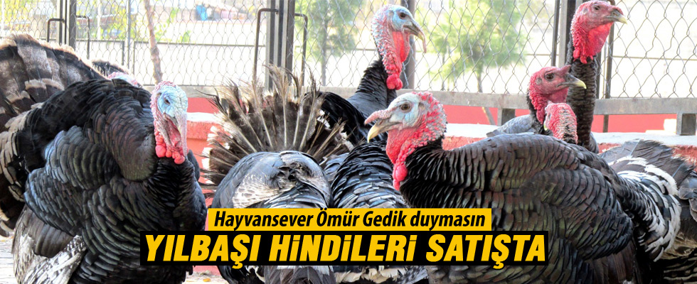 Yılbaşı hindileri satışta