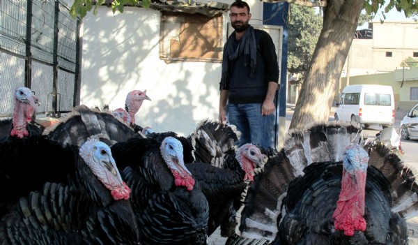 Yılbaşı hindileri satışta