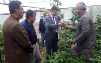 ÖZER ÖZBEK - Adilcevaz Cevizi Koruma Altına Alınacak